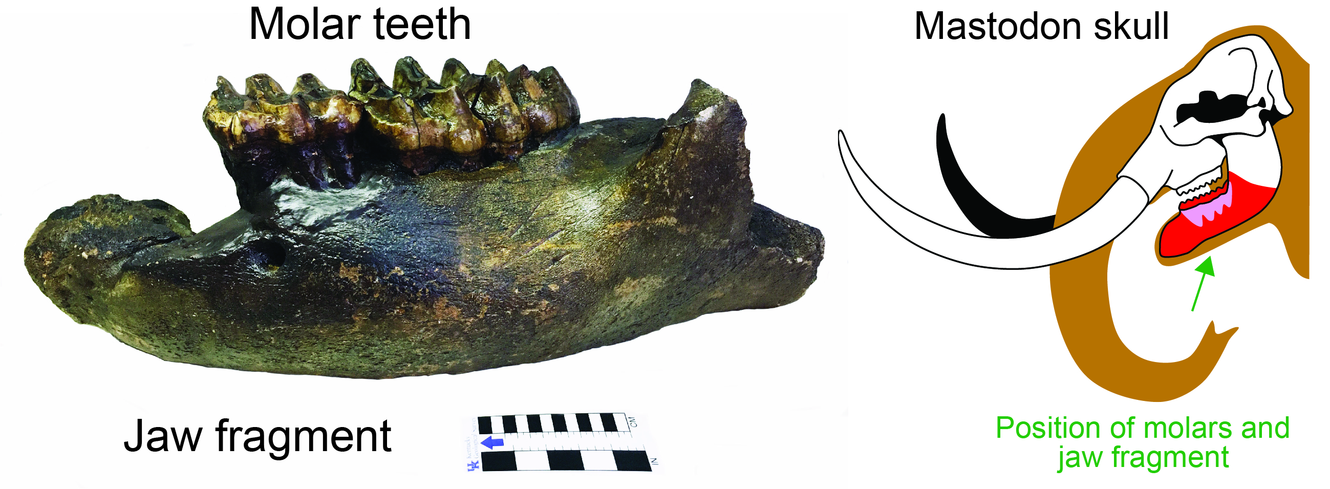 Mastodon molars and jaw fragment and relative position of the fossil in the skull.